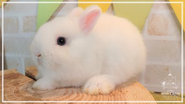 ネザーランドドワーフ | うさぎ販売 | 札幌のうさぎ販売・ペット